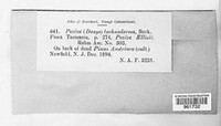 Lachnum lachnodermum image